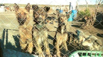 El gobernador vet� el proyecto de ley de Control Poblacional de Animales
