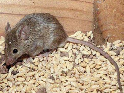 Confirmaron una muerte por hantavirus en el norte
