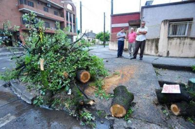 Sopla viento y se esconden: temen que un �rbol los aplaste