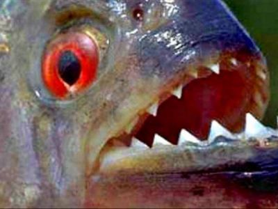 Las palometas atacaron en el R�o Paran� arriba y abajo 