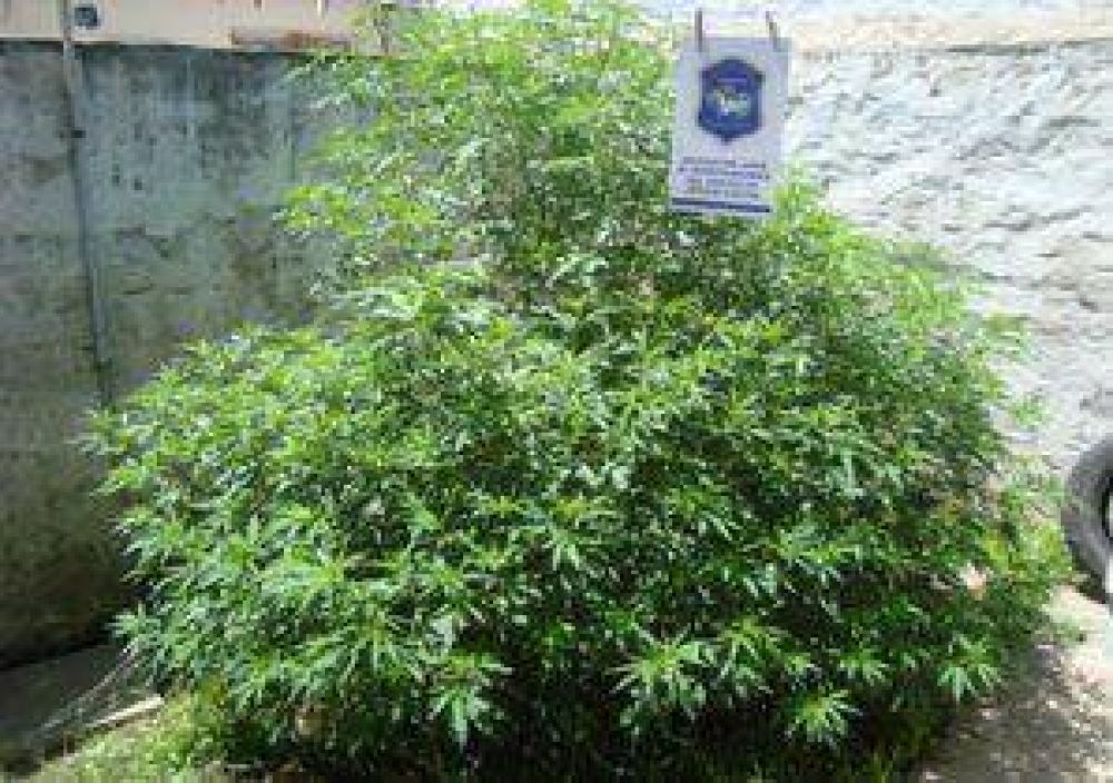 Secuestraron plantas de marihuana en una casa