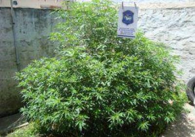 Secuestraron plantas de marihuana en una casa
