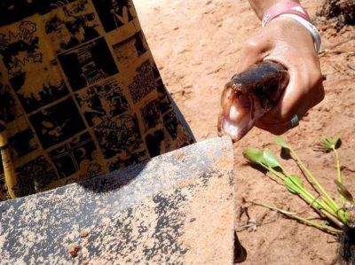 Se registraron ataques de peces en un balneario de Garup�