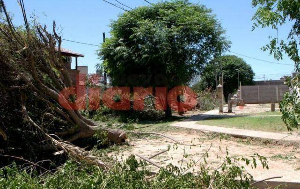 Proponen plantaci�n de �rboles para reponer los que cayeron