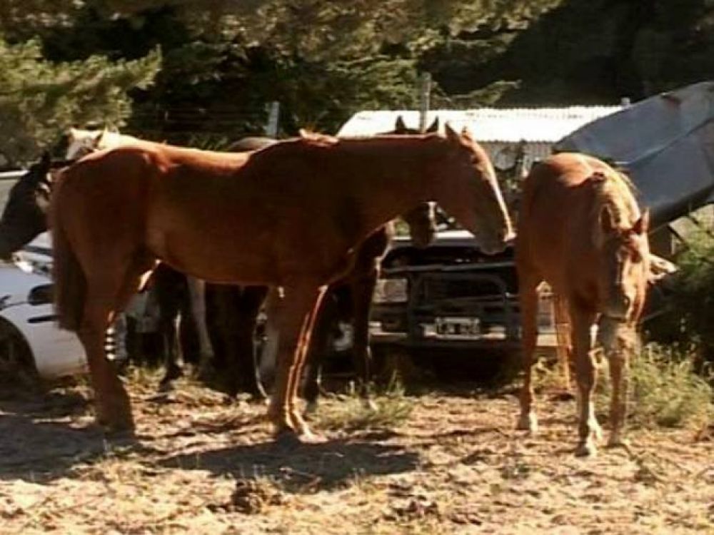 Otra vez encontraron animales sueltos en circunvalaci�n