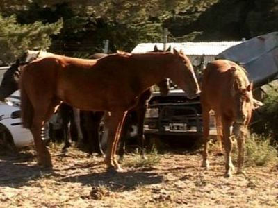 Otra vez encontraron animales sueltos en circunvalaci�n