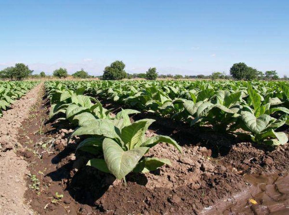 Tabacaleros de Jujuy y Salta quieren aumento del precio en d�lares