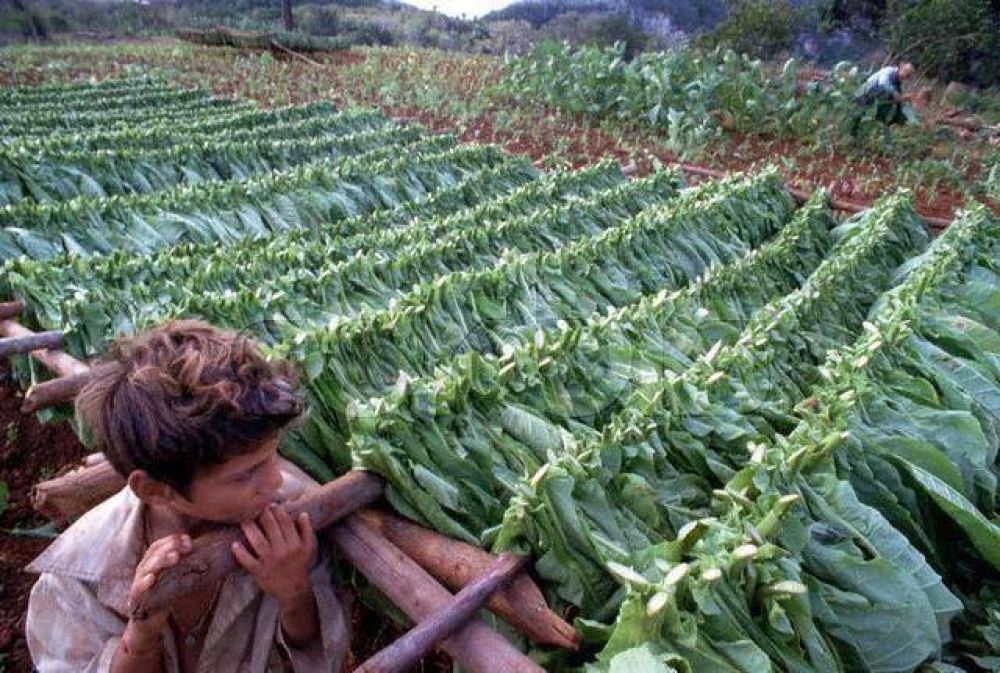 Sigue vigente el plazo de inscripciones de productores tabacaleros