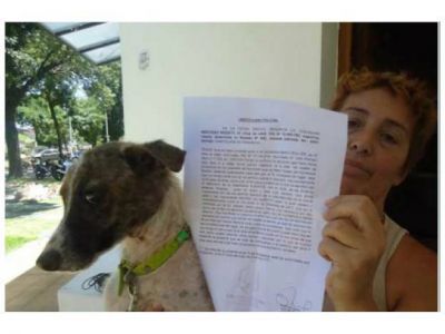 Usar�an a perros de la calle para entrenar a los de pelea