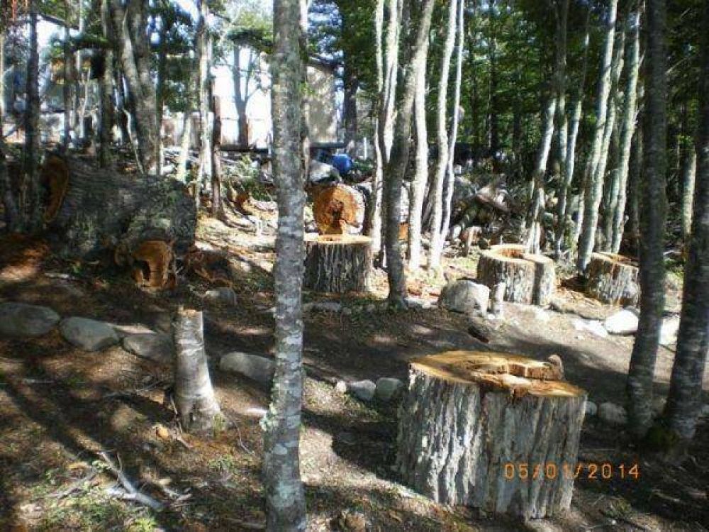 Preocupaci�n por la creciente tala clandestina de �rboles nativos