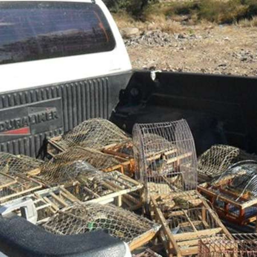 Fiscalizaci�n ambiental realiza intensos operativos para evitar el tr�fico ilegal de especies aut�ctonas