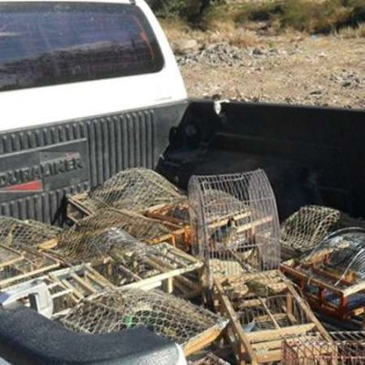 Fiscalizaci�n ambiental realiza intensos operativos para evitar el tr�fico ilegal de especies aut�ctonas