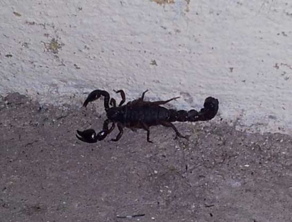 Vecinos en alerta por presencia de alacr�n
