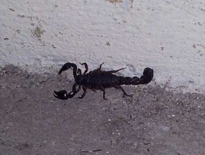 Vecinos en alerta por presencia de alacr�n