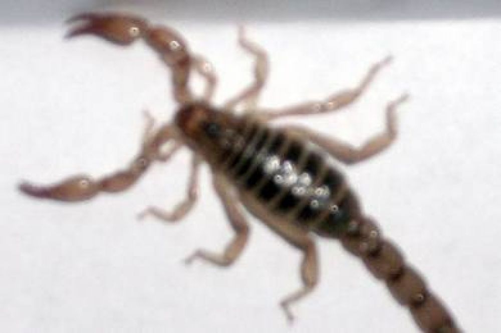 Proliferaci�n de alacranes alertan a los vecinos en diferentes barrios