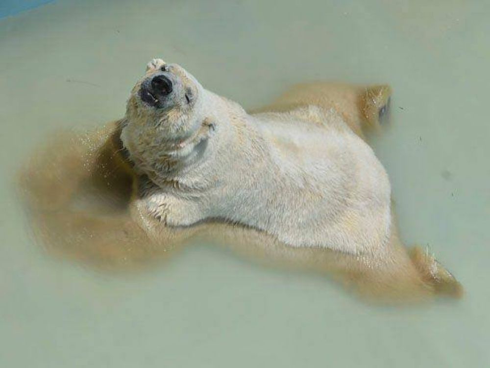 El gobierno admiti� que el oso Arturo podr�a ser trasladado del zoo