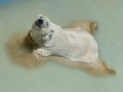 El gobierno admiti� que el oso Arturo podr�a ser trasladado del zoo