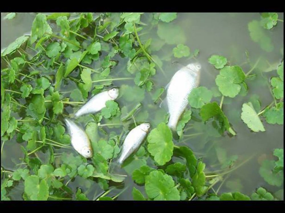 Volvieron a aparecer numerosos peces muertos en arroyo Las Ara�as