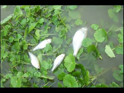 Volvieron a aparecer numerosos peces muertos en arroyo Las Ara�as
