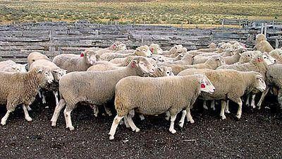 �La industria del cordero en Chubut est� complicada�, afirm� Alonso