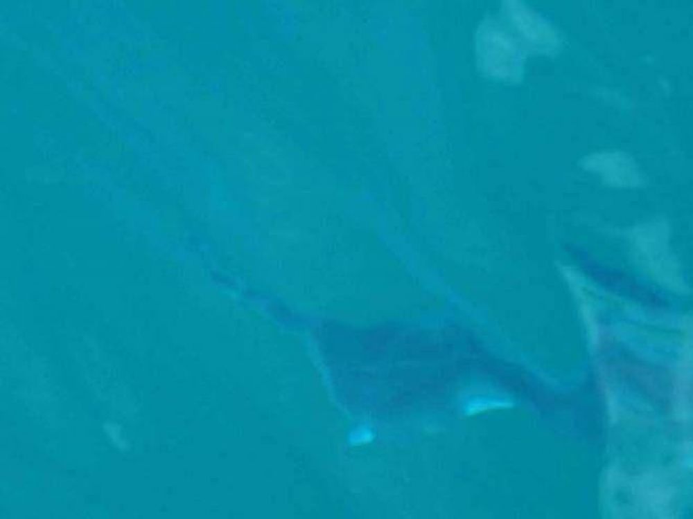 Vecino asegura haber visto una raya en el lago Nahuel Huapi