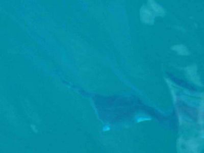 Vecino asegura haber visto una raya en el lago Nahuel Huapi