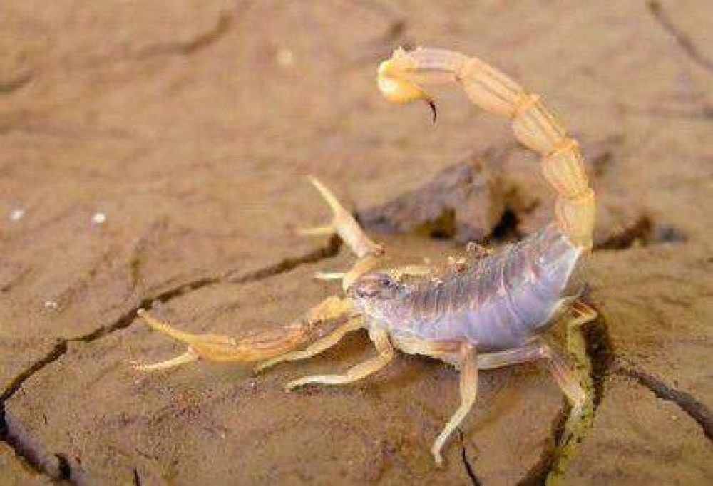Alertan sobre picaduras de ara�as y alacranes