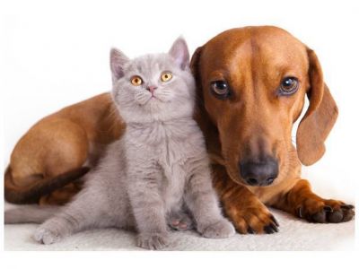 Dejar la mascota en una guarder�a cuesta entre 60 y 90 pesos por d�a