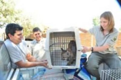 Llevaron la pumita rescatada a la reserva de La Florida