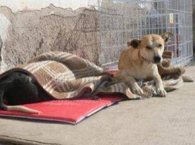  Esterilizaron 10 mil mascotas en San Juan