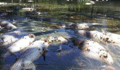 Lagos de Palermo: aparecieron peces muertos