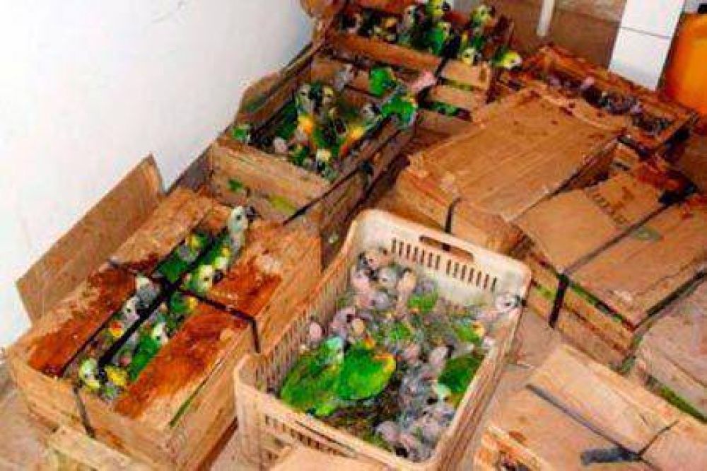 Pampa del Infierno: Secuestraron animales faenados y loros habladores