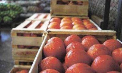 Naci�n importar� tomates de Brasil perjudicando a Misiones