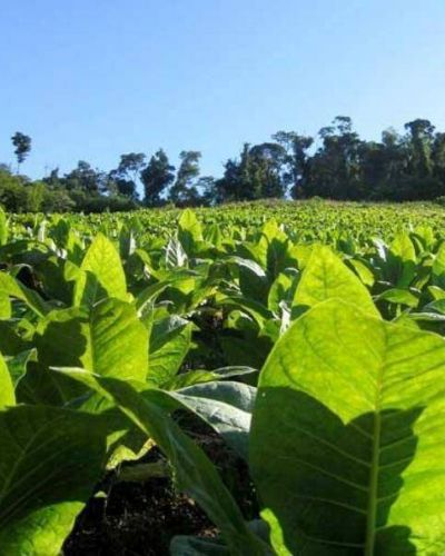 Tabacaleros temen por una posible disminuci�n del FET