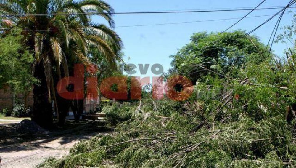  Plantar�n �rboles y generar�n conciencia