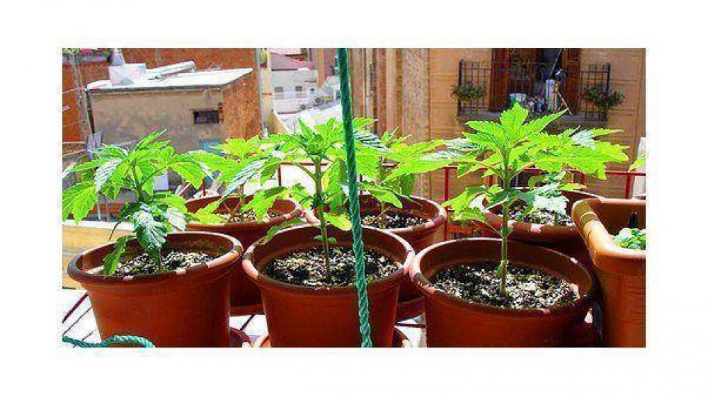 Nueva York autoriza la marihuana para uso m�dico