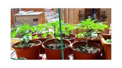 Nueva York autoriza la marihuana para uso m�dico