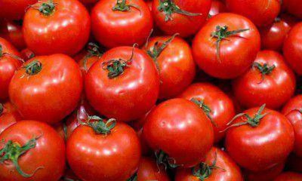 Aseguran que la importacin de tomate perjudicar a productores mendocinos