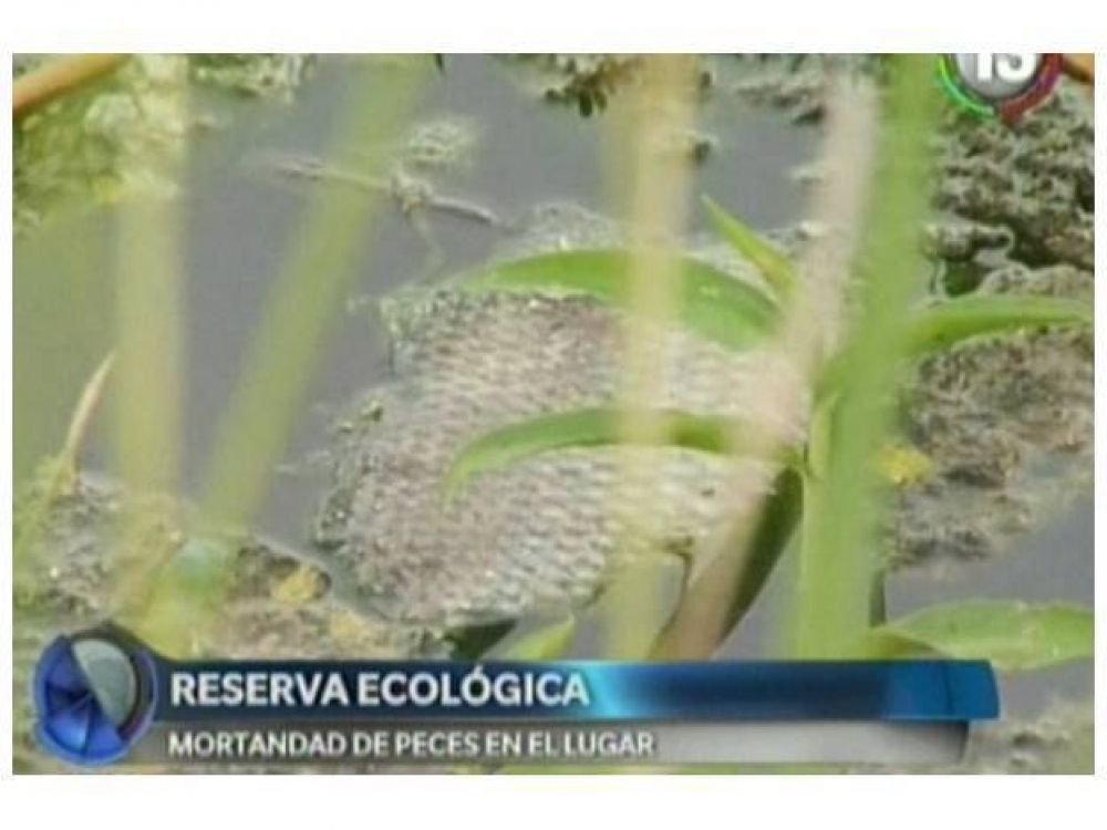 Preocupa la aparici�n de peces muertos en la reserva ecol�gica