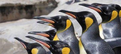 Nacieron ping�inos saltarines en Aquarium