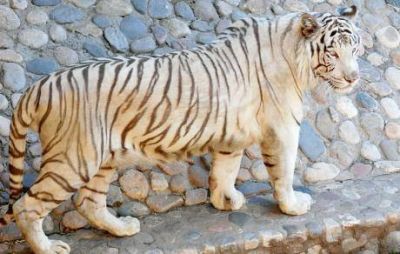 Se pasea por el Zoo un tigre vestido de blanco