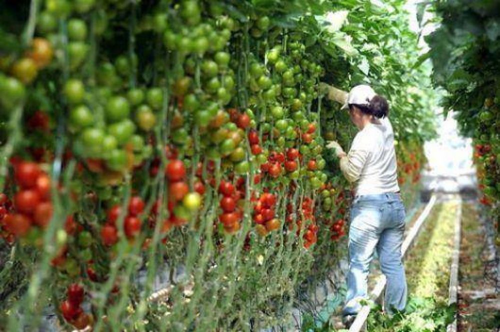 La importacin tomatera afectar la Campaa 2014