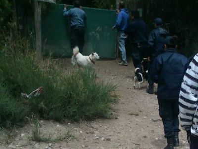 Detuvieron al due�o de una guarder�a de mascotas y 40 perros y 30 gatos quedaron solos
