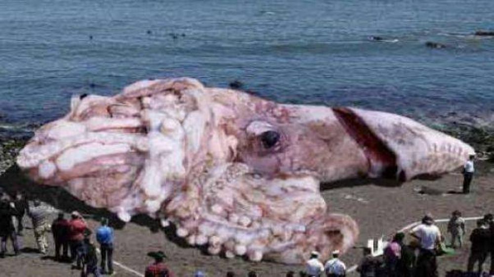 Un calamar gigante apareci� en una playa de California en EE.UU.
