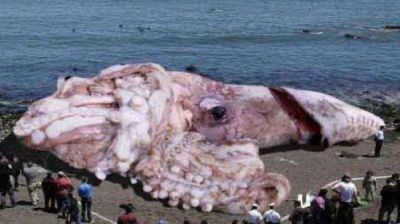 Un calamar gigante apareci� en una playa de California en EE.UU.