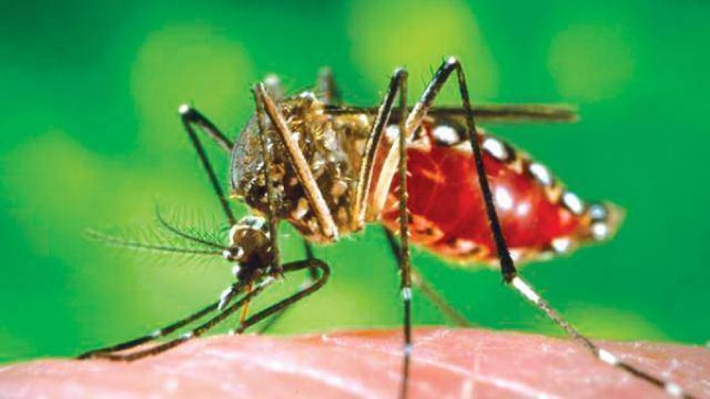 El lunes inician operativo contra el dengue en Capital