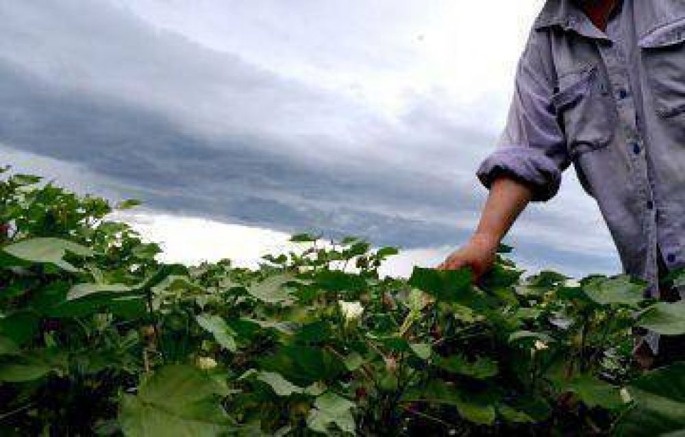 Las buenas lluvias de enero fortalecen el desarrollo del algod�n y potencian el ma�z