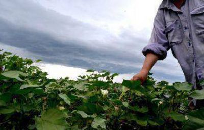 Las buenas lluvias de enero fortalecen el desarrollo del algod�n y potencian el ma�z