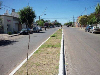 Edison: gastaron 100 mil pesos en arbolado y s�lo quedan dos ejemplares