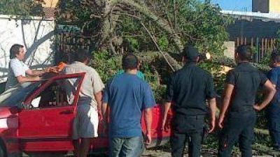 Un �rbol cay� sobre un automovil